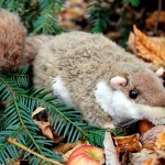 Glisglis