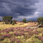 Heidegewitter