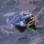 Moorfrosch