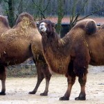 Überraschend: Wüstenschiffe im Schwäbischen Wald