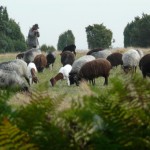 Heidschnuckenidyll