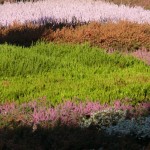 Im Heidegarten