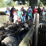 Start der Heidschnucken