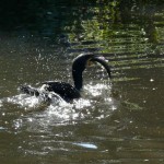 Kormoran mit Beute