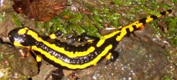 salamand