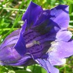 Blauer Enzian