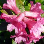 Alpenrose