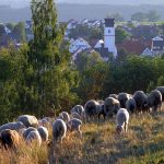 Schafherde bei Setzingen